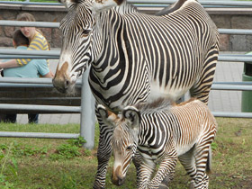 Смотреть фото Зебра Греви Фото Зебра Греви
