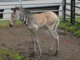 Смотреть фото Зебра Греви Фото Зебра Греви