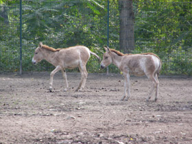 Смотреть фото Кулан Фото Кулан