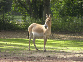 Смотреть фото Кулан Фото Кулан