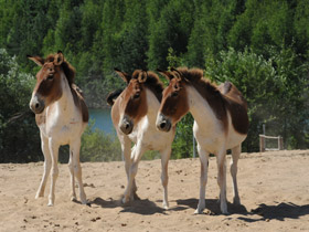 Кианг Кианг