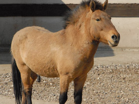 Смотреть фото Предки и родичи лошади Фото Предки и родичи лошади