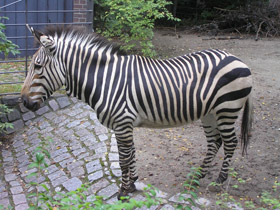 Смотреть фото Горная зебра Хартмана Фото Горная зебра Хартмана