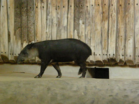 Фото Тапир Бэрда