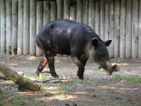 Фото Тапир Бэрда