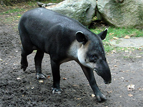 Фото Тапир Бэрда