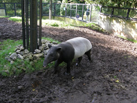 Смотреть фото Чепрачный тапир Фото Чепрачный тапир