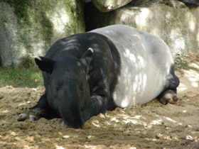 Смотреть фото Чепрачный тапир Фото Чепрачный тапир