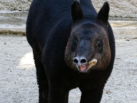 Фото Самая долгая беременность у животных