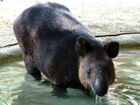 Смотреть фото Горный тапир Фото Горный тапир