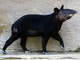 Смотреть фото Горный тапир Фото Горный тапир