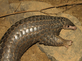 Смотреть фото Китайский панголин Фото Китайский панголин