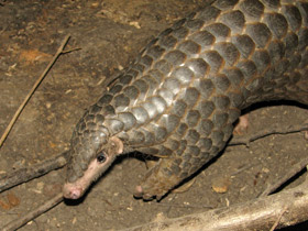 Смотреть фото Китайский панголин Фото Китайский панголин