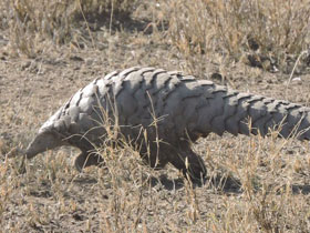 Фото Степной ящер