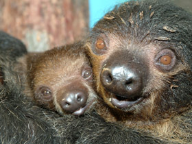 Смотреть фото Двупалый ленивец Фото Двупалый ленивец