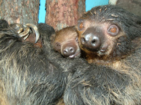 Смотреть фото Двупалый ленивец Фото Двупалый ленивец