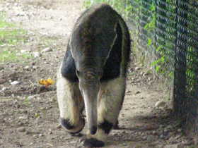 Смотреть фото Гигантский муравьед Фото Гигантский муравьед