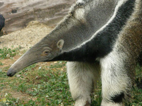 Смотреть фото Гигантский муравьед Фото Гигантский муравьед