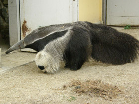 Смотреть фото Гигантский муравьед Фото Гигантский муравьед