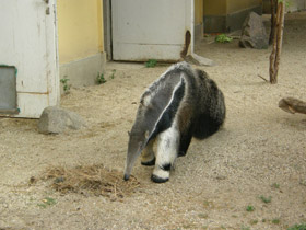 Смотреть фото Гигантский муравьед Фото Гигантский муравьед