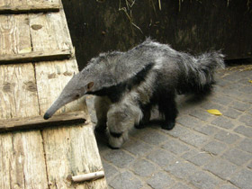 Смотреть фото Гигантский муравьед Фото Гигантский муравьед