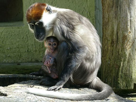 Смотреть фото Красноголовый мангобей Фото Красноголовый мангобей