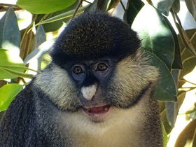 Фото Краснохвостая мартышка