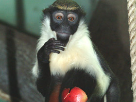 Смотреть фото Мартышка-диана Фото Мартышка-диана