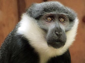 Смотреть фото Бородатая мартышка Фото Бородатая мартышка