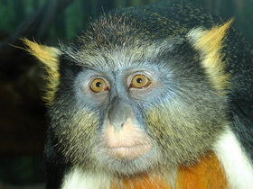 Смотреть фото Мартышка Вольфа Фото Мартышка Вольфа