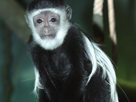 Смотреть фото Восточный колобус Фото Восточный колобус