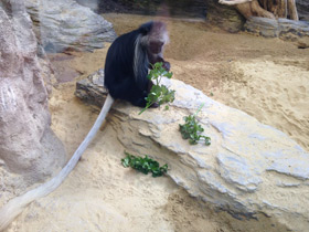 Смотреть фото Королевский колобус Фото Королевский колобус