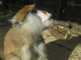 Смотреть фото Красная мартышка Фото Красная мартышка