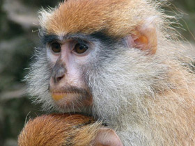 Смотреть фото Красная мартышка Фото Красная мартышка