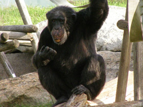 Смотреть фото Каких животных можно научить говорить Фото Каких животных можно научить говорить