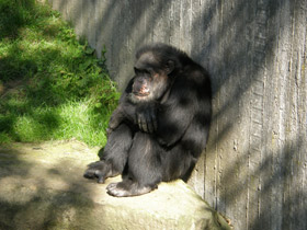 Фото Вилка дятлового вьюрка и наковальня калана