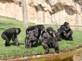 Смотреть фото Шимпанзе Фото Шимпанзе