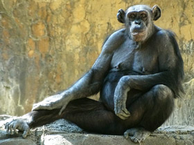 Смотреть фото Шимпанзе Фото Шимпанзе