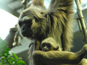 Смотреть фото Чья семья самая дружная? Самые верные животные Фото Чья семья самая дружная? Самые верные животные
