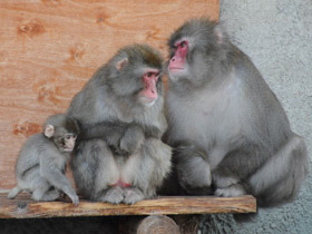 Смотреть фото Японский макак Фото Японский макак