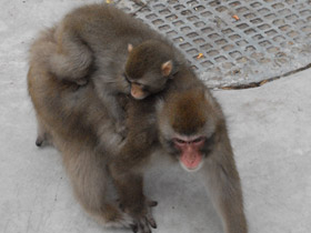 Смотреть фото Японский макак Фото Японский макак