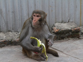 Смотреть фото Макак-резус Фото Макак-резус