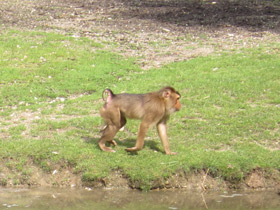 Смотреть фото Свинохвостый макак Фото Свинохвостый макак