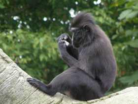 Фото Хохлатый павиан