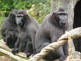 Фото Хохлатый павиан