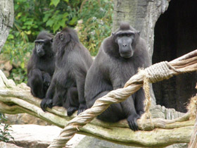 Фото Хохлатый павиан