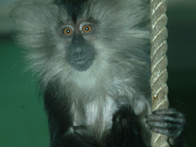 Смотреть фото Львинохвостый макак Фото Львинохвостый макак