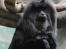 Смотреть фото Львинохвостый макак Фото Львинохвостый макак