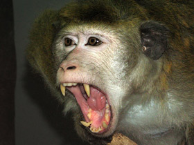 Фото Цейлонский макак