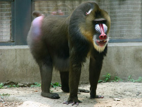 Смотреть фото Мандрил Фото Мандрил